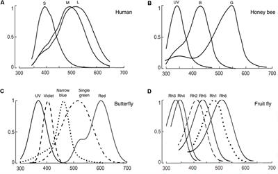 Toward a Mechanistic Understanding of Color Vision in Insects